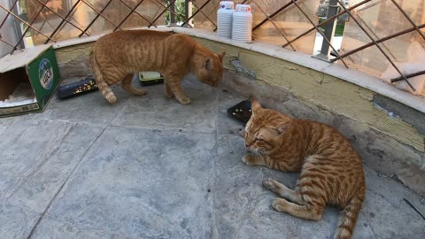 Homeless cats in Ras Al Khaimah, UAE: ED SHEERAN & CHRIS MARTIN #EdSheeran #ChrisMartin #TheVoice