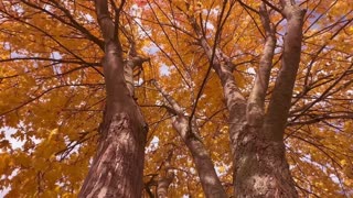 Autumn Forest Colors 🍁🍂 | Colorful Trees & Relaxing Fall Forest Sounds