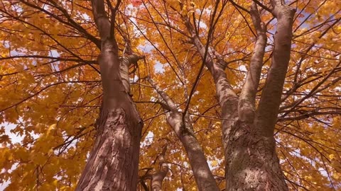 Autumn Forest Colors 🍁🍂 | Colorful Trees & Relaxing Fall Forest Sounds