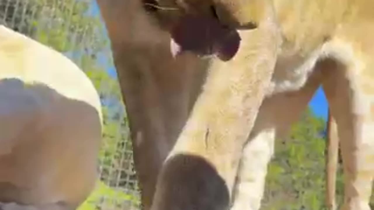 Lion are crazy to meet me Tooths & Boops is Fun for me and my LIONs