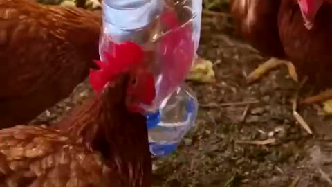 Chicken coop hack