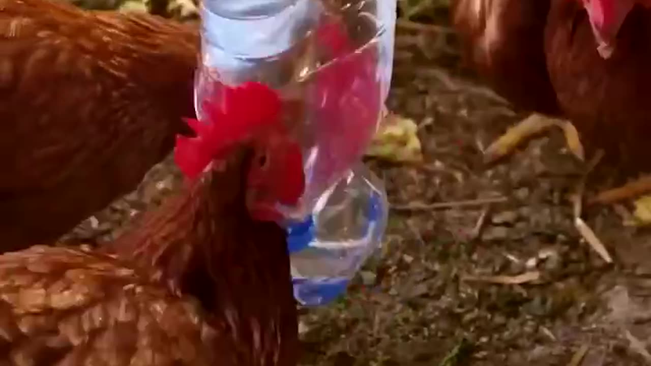 Chicken coop hack