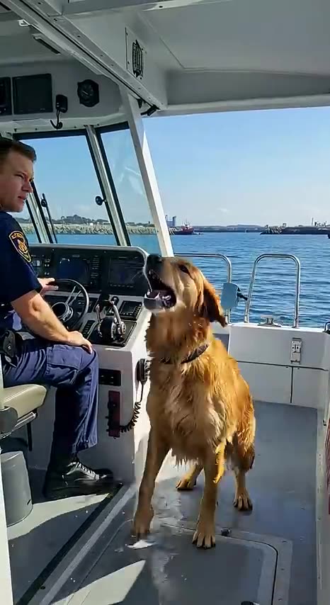 Golden Retriever Saves People from Boat Disaster