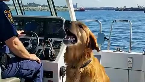 Golden Retriever Saves People from Boat Disaster