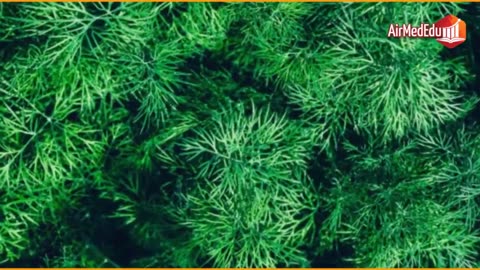 45 Benefits of Dill Leaves