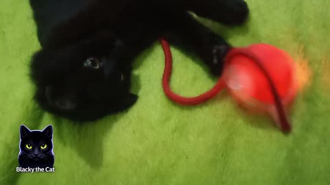 blacky thinks toys are his enemies