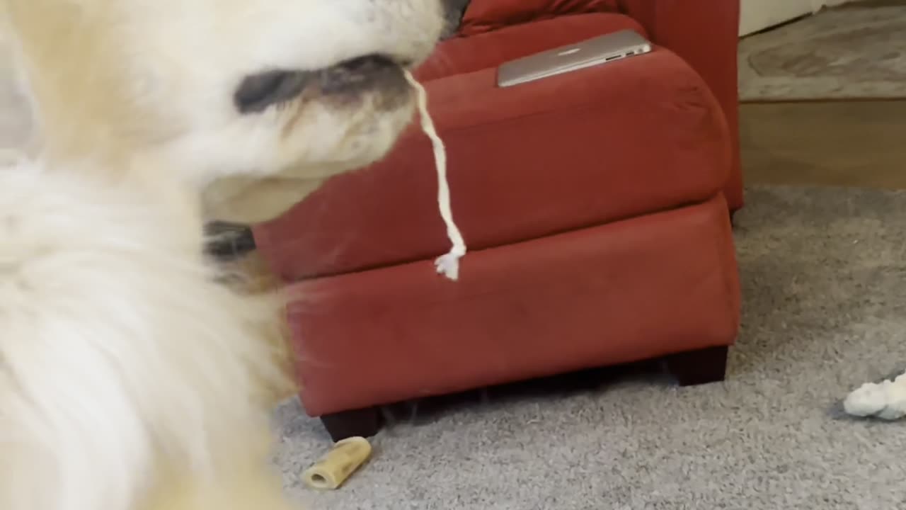 Golden Retriever With a String Hanging Out of His Mouth