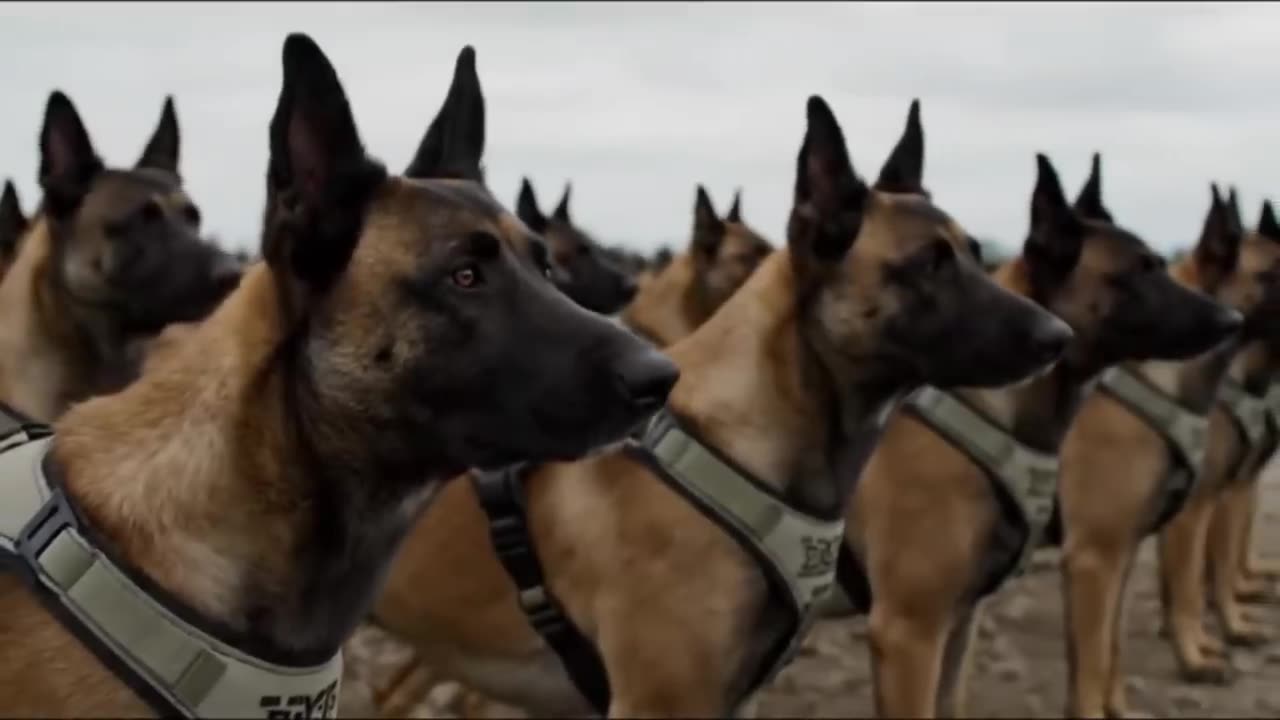 “Transform Your Dog’s Fear & Aggression: Awaken the Optimist Within!”