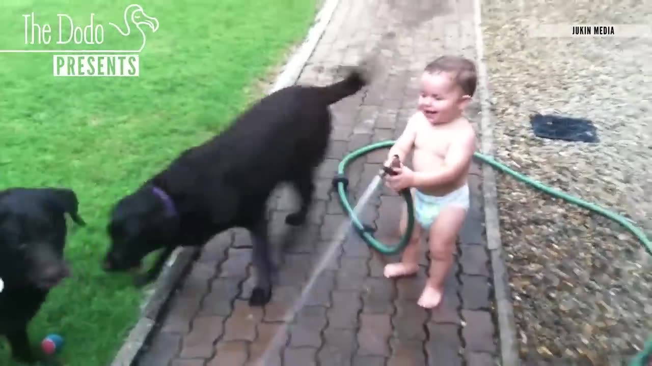 Babies Laughing At Pets _ The Dodo