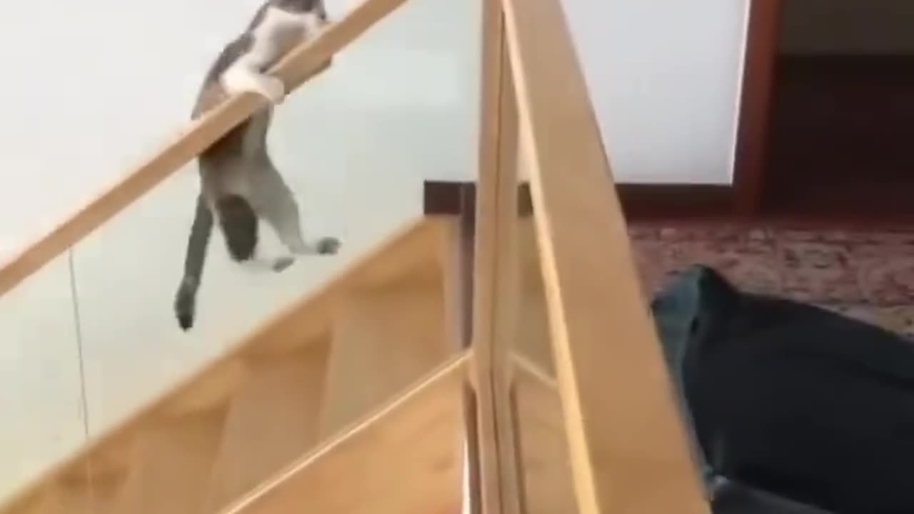 "A cat sliding down the stairs at lightning speed; it doesn’t forget to strike a pose when landing!"