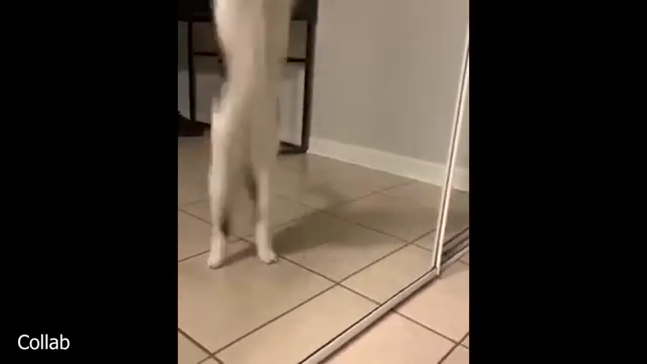 Dramatic Cat Moment – You Have to See This Before Your Cat😂🐱