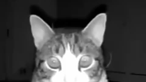 I wanna be your vacuum cleaner - Я хочу быть пылесосом