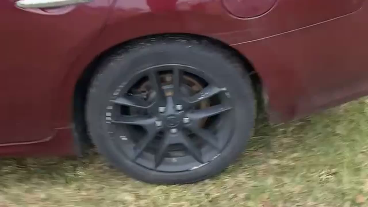 Screaming At Stray Car Owl