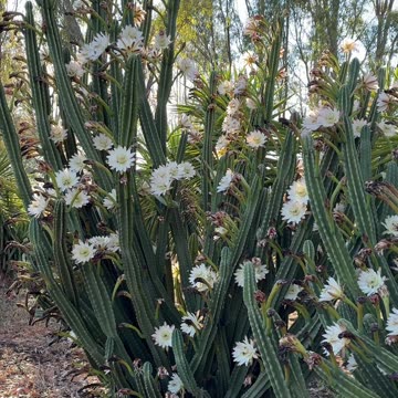 Bees 🐝 loving the Cactus 🌵