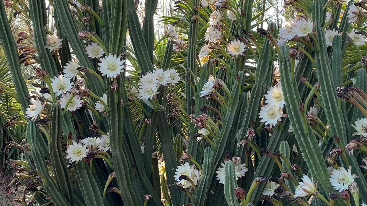 Bees 🐝 loving the Cactus 🌵
