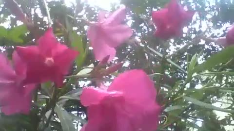 Azalea flowers recorded in the morning, they are very beautiful! [Nature & Animals]