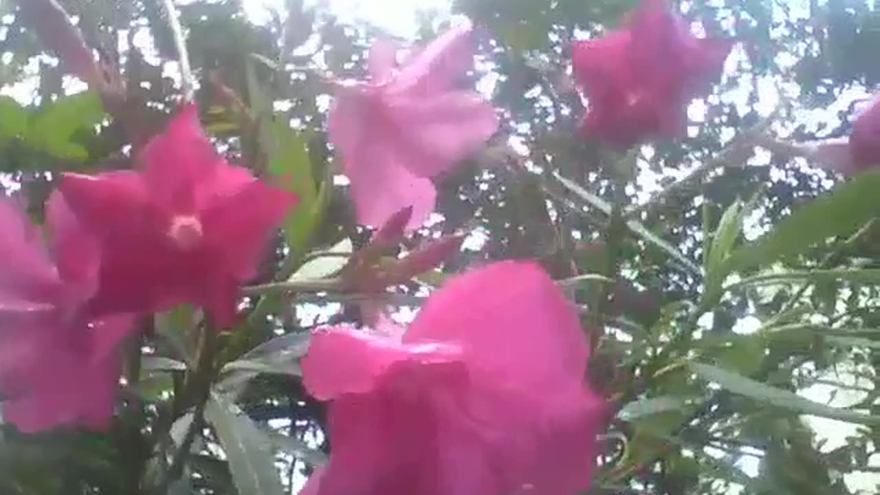 Azalea flowers recorded in the morning, they are very beautiful! [Nature & Animals]