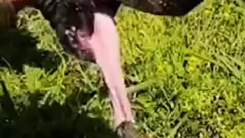 🤣🤣🤣 Poor Puppy