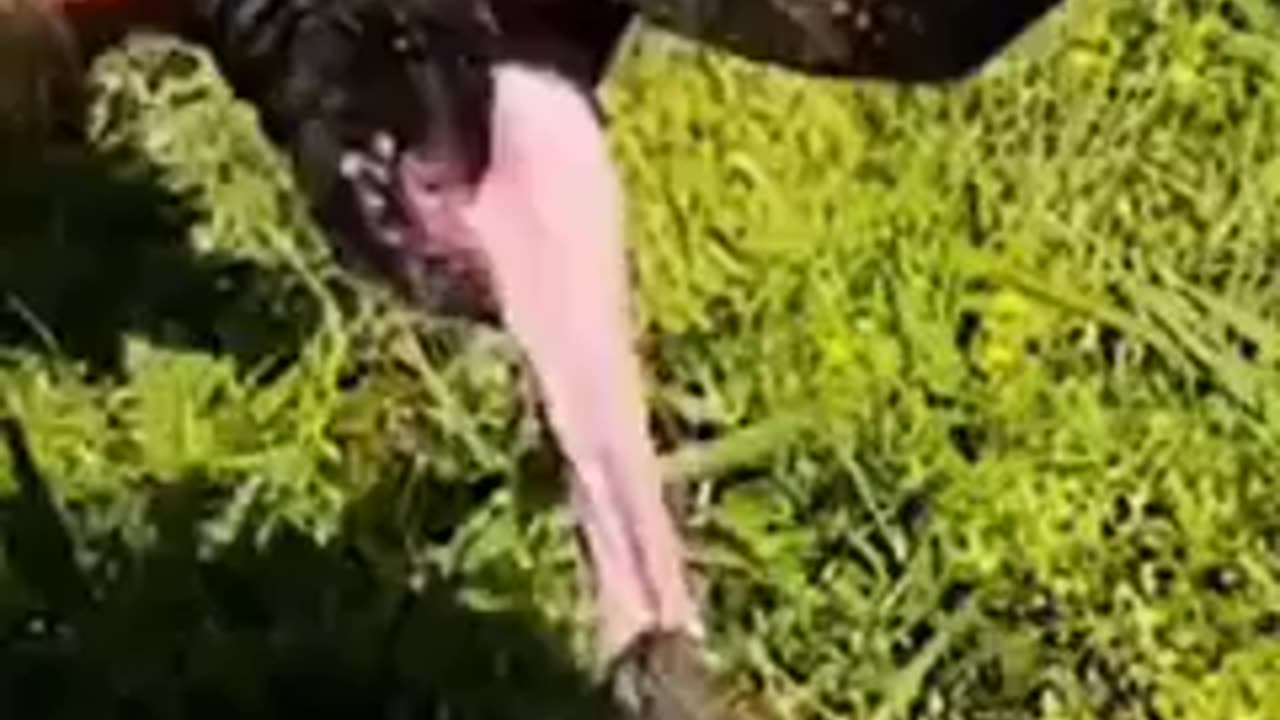 🤣🤣🤣 Poor Puppy