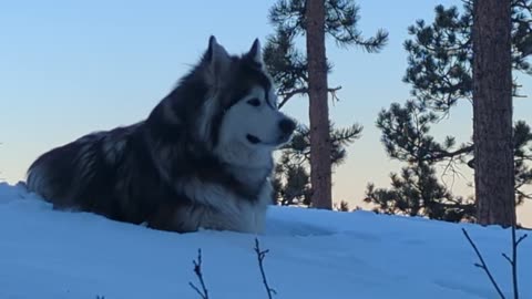 Colorado Postcard