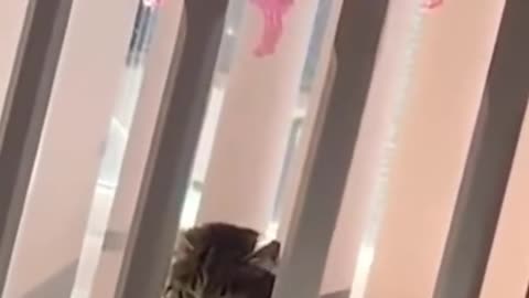 Funny cats and animals videos