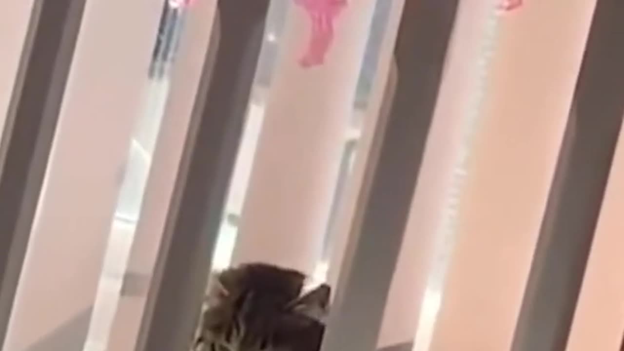 Funny cats and animals videos