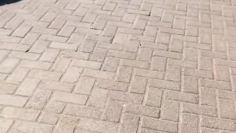 🤯💨 Dubai's Supercar Scene Will Leave You Speechless! | LuxurySportsCars