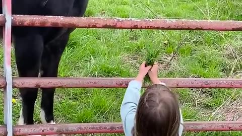 Adorable Girl Feeds Horse
