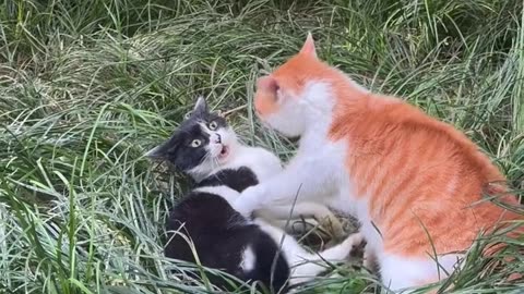 wo Cats Get Angry at Each Other – Funny Cat Fight Moments