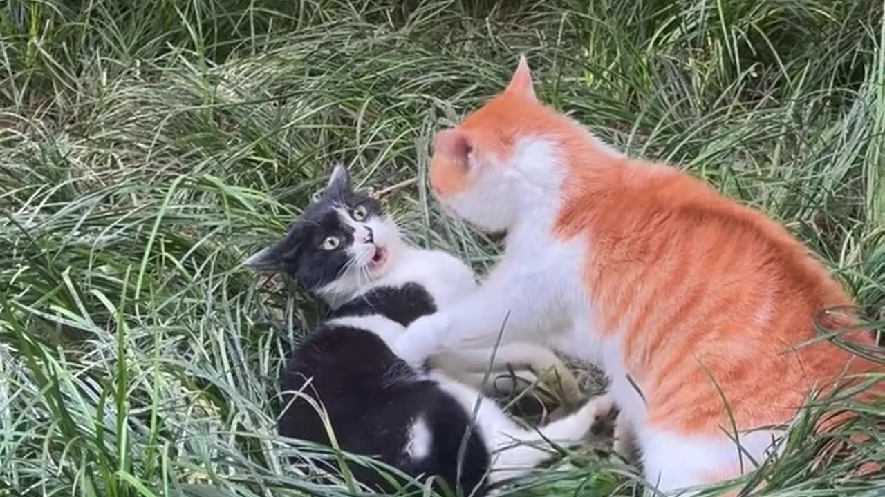 wo Cats Get Angry at Each Other – Funny Cat Fight Moments