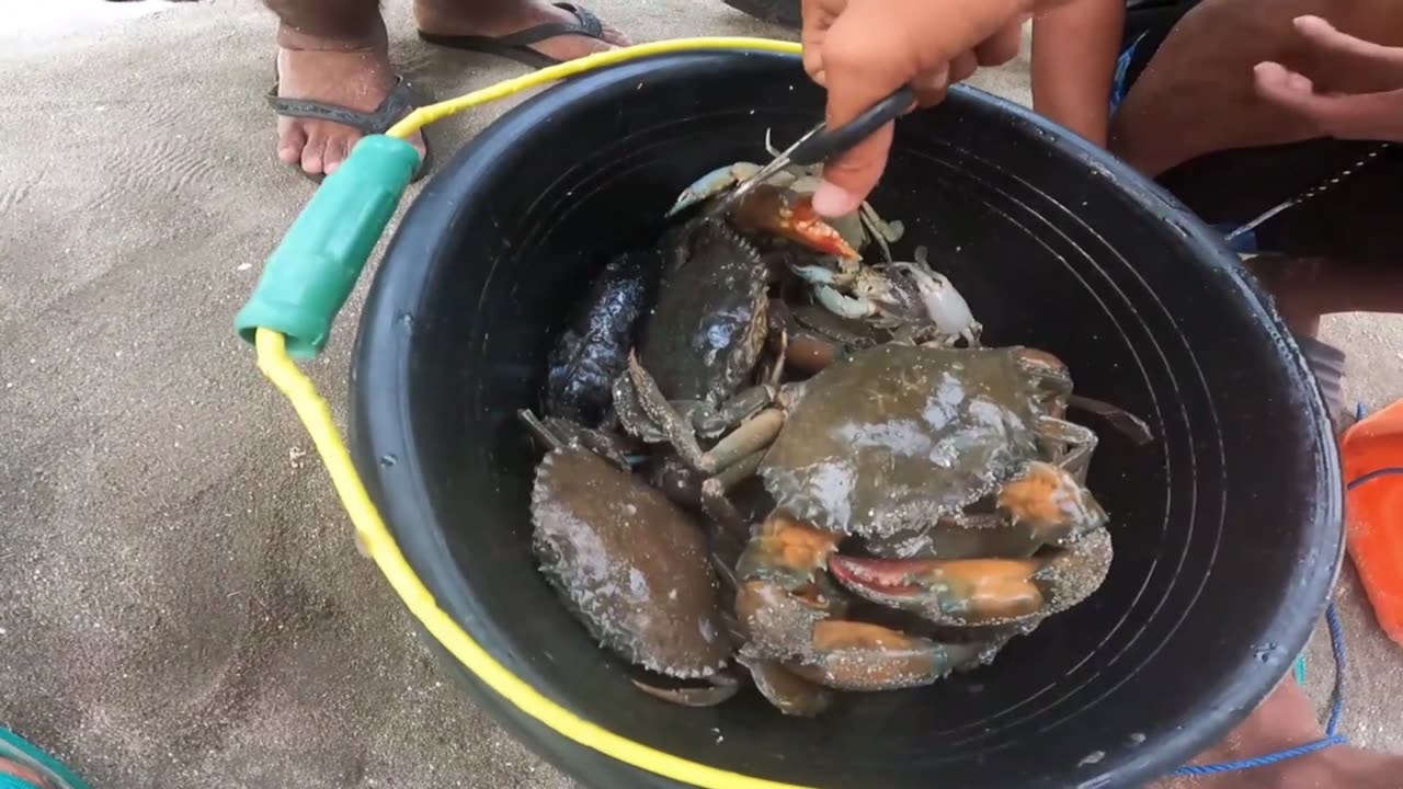 Crab Catching Adventure | Exploring the Mangrove Forest - Part 6