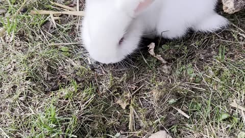 Jag blev helt omringad av söta kaniner – hjälp! 😂🐰