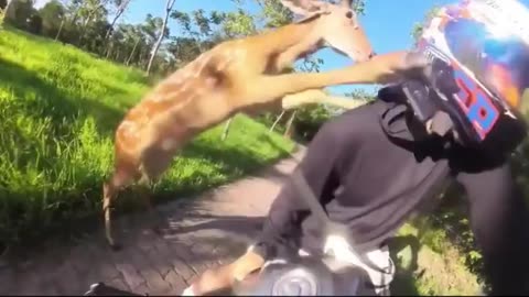 Angry Deer