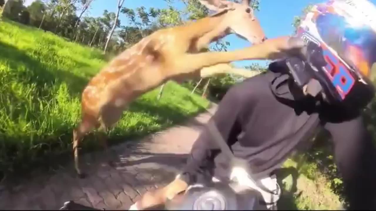 Angry Deer