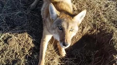 Young coyote in a Bridger #3