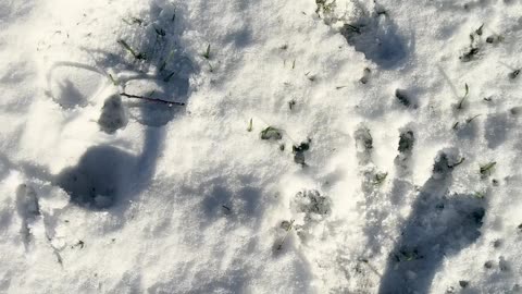 Someone Fell Over In The Snow