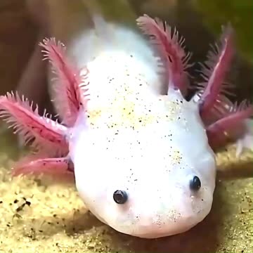 5 incredible strange animals that don't belong on Earth 🐉🐙🦈