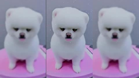 The Ultimate Puppy Makeover: From Fluffy to Fabulous!