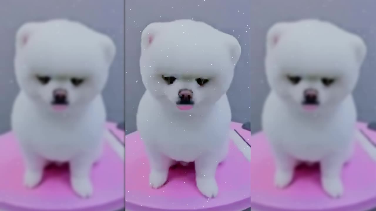 The Ultimate Puppy Makeover: From Fluffy to Fabulous!