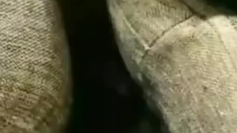 Cats Who Completely Stole the Show