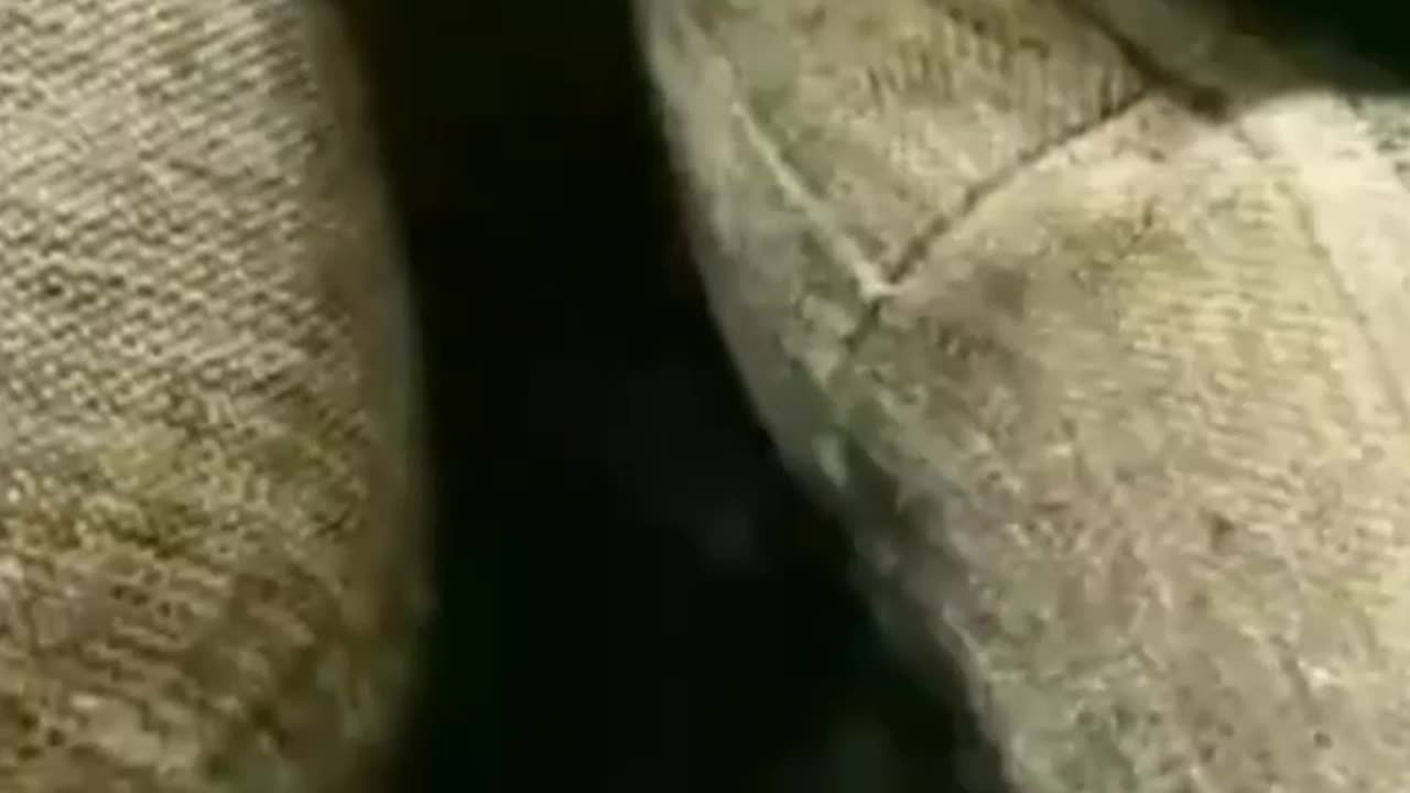 Cats Who Completely Stole the Show
