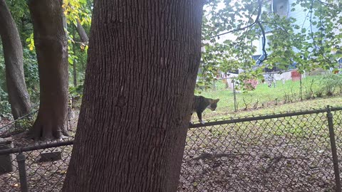 Going to trap and rescue these kittens in a couple of weeks!