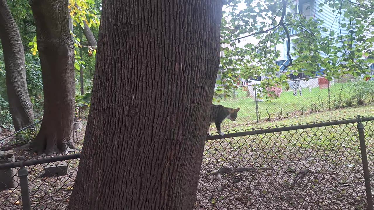 Going to trap and rescue these kittens in a couple of weeks!