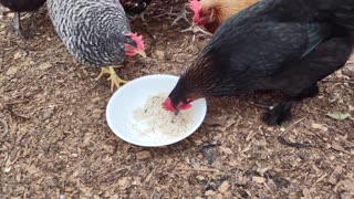 Chickens try some brown rice.