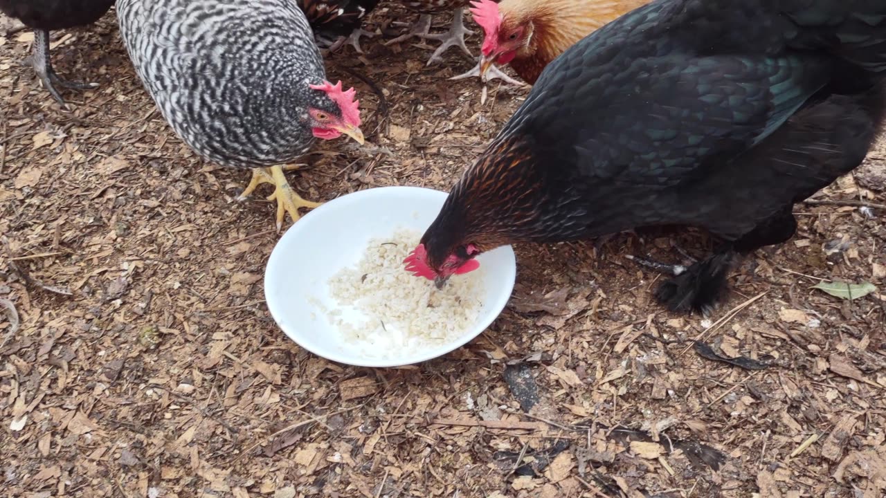 Chickens try some brown rice.