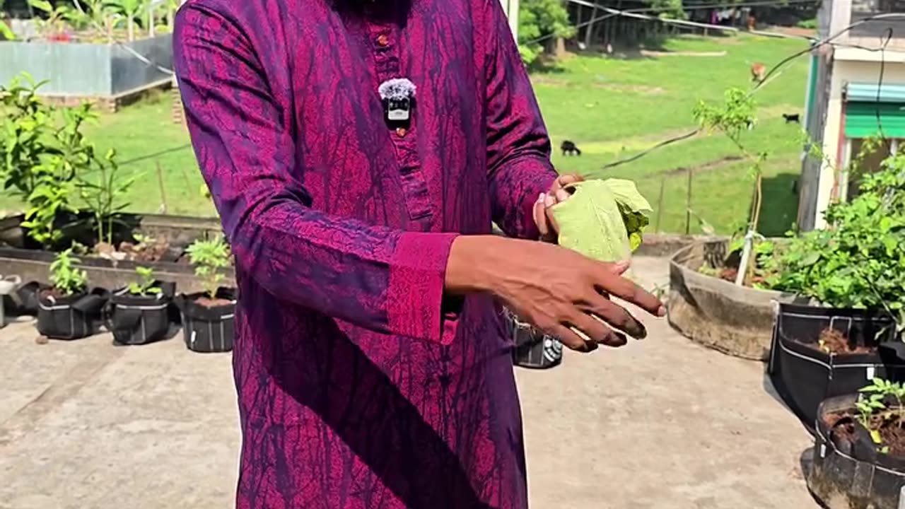 গাছের পাতা হলুদ হচ্ছে? 😟 কারণ ও সমাধান জানুন | Siraj Tech Rooftop Gardening Tips