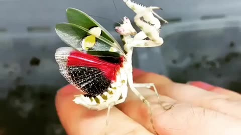 THE MALAYSIAN FLOWERING ORCHID MANTIS IS A VERY RARE INSECT