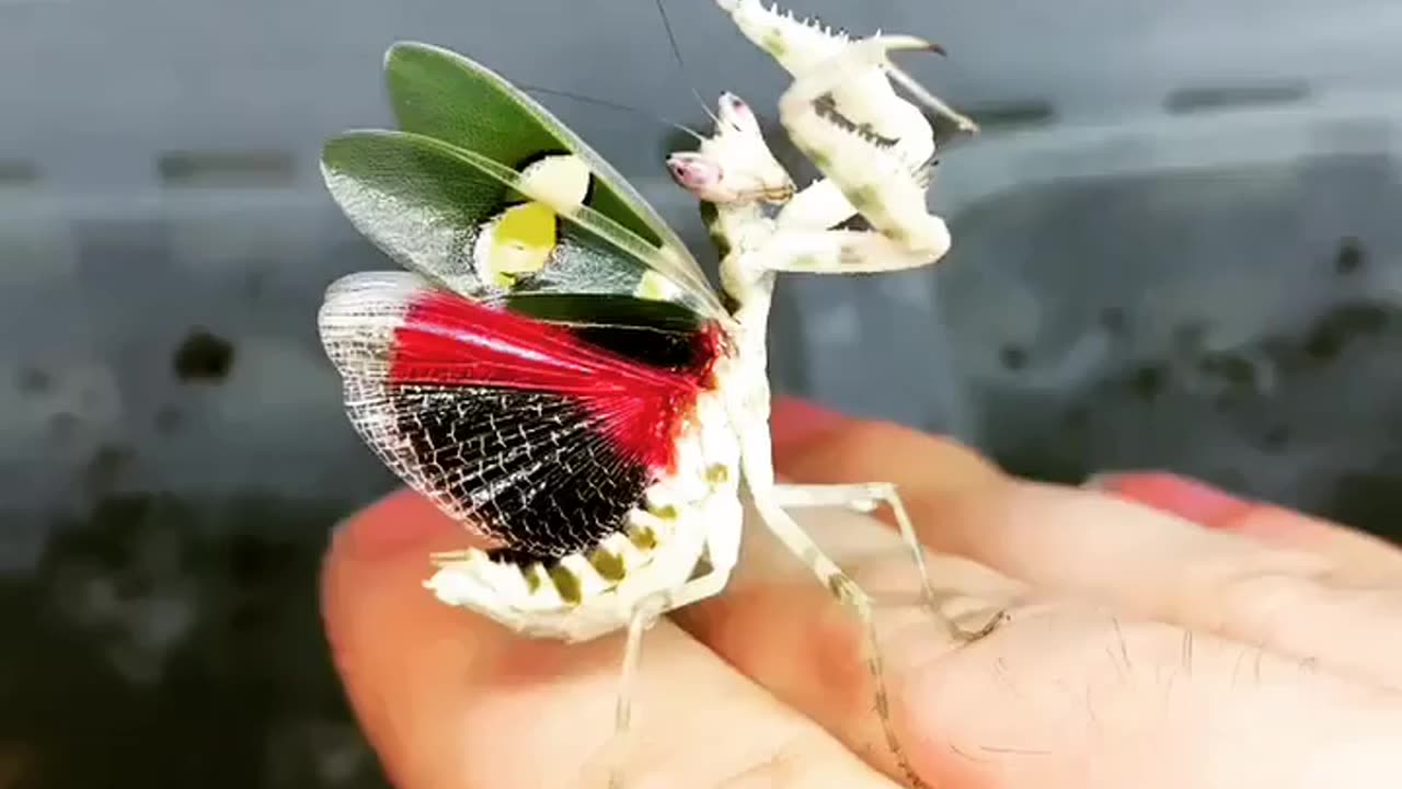 THE MALAYSIAN FLOWERING ORCHID MANTIS IS A VERY RARE INSECT