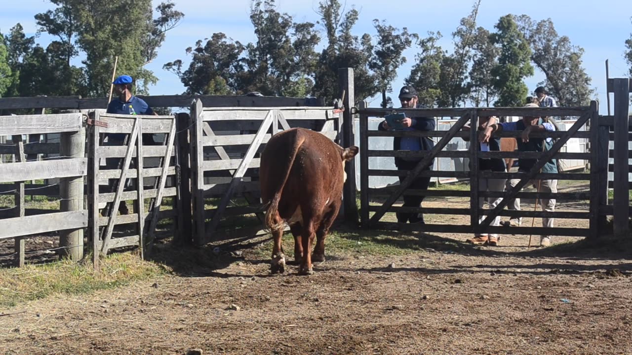 Cattle Auction In San Carlos