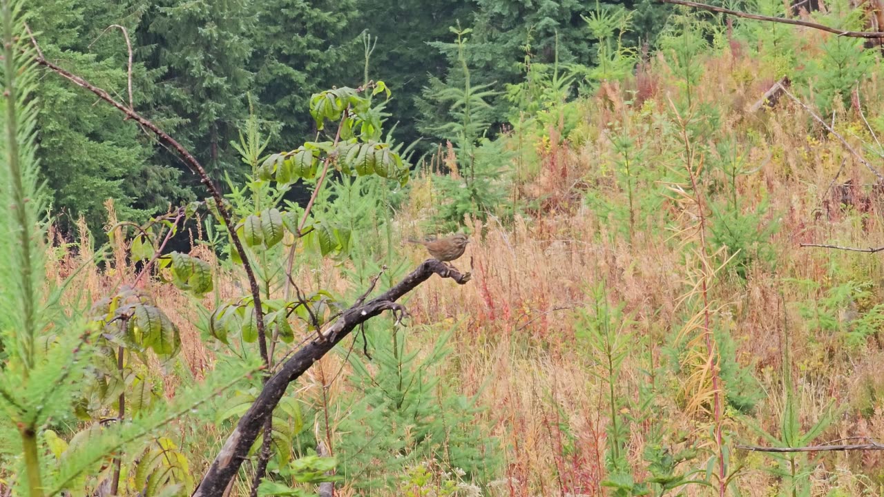 Creature Spotting Vol 3